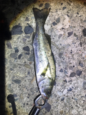 味を釣って泳がせ釣り