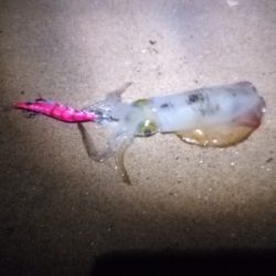 秋イカシーズン開始!