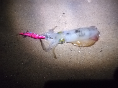 秋イカシーズン開始!