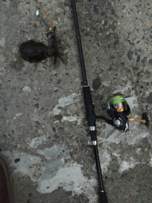 ランガンエギング