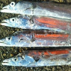 辰巳でタチウオ