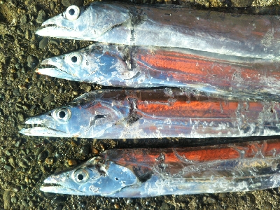 辰巳でタチウオ