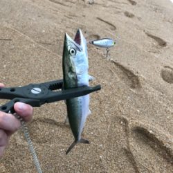 フラットフィッシュ狙いでしたが…