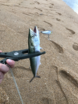 フラットフィッシュ狙いでしたが…