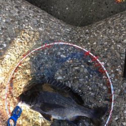 朝は全くアタリなし！