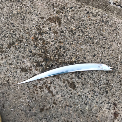 今季初、タチウオ調査！