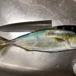 ツバスとサゴシ