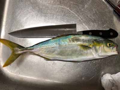 ツバスとサゴシ