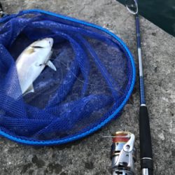 早朝ショアジギングでまさかの・・・