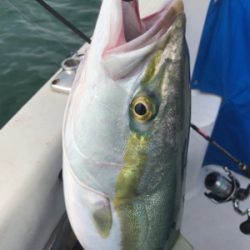 メジロフィーバー