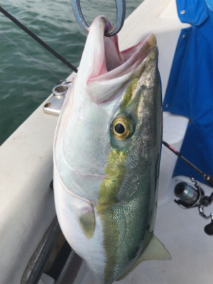 メジロフィーバー