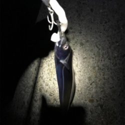 タチウオは裏切りません