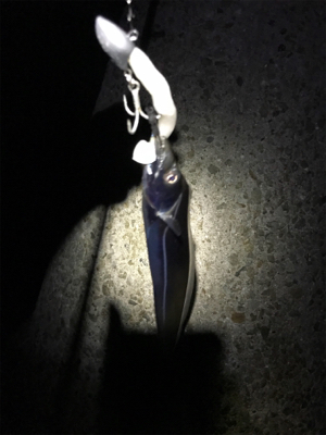 タチウオは裏切りません