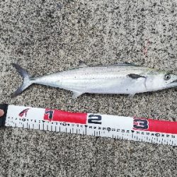 ライトショアジギング！