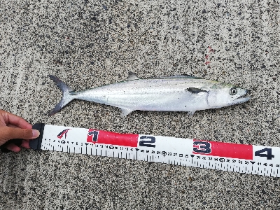 ライトショアジギング！