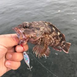 美味しいサカナたち