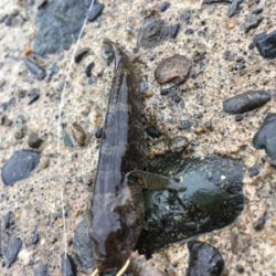 昼は穴釣り、夜はライトゲーム