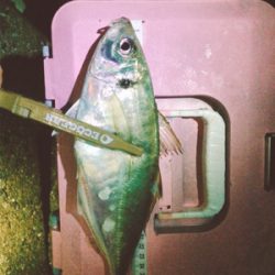 秋のアジ祭り！