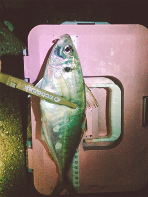 秋のアジ祭り！