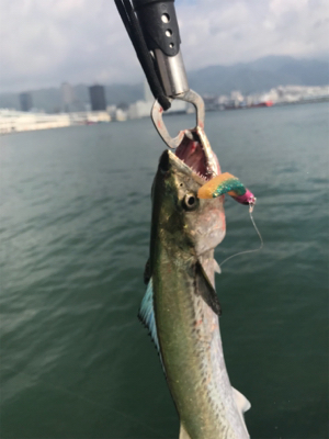 サゴシオンリーサミシー