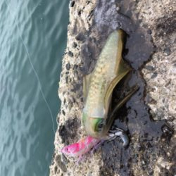 秋イカエギング