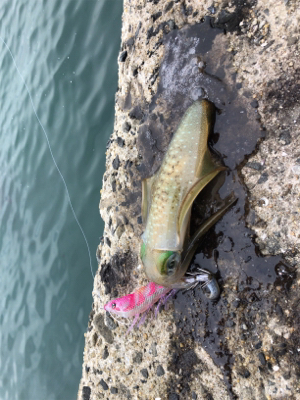 秋イカエギング