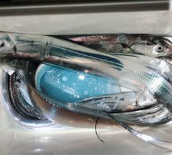 またまた、タチウオ