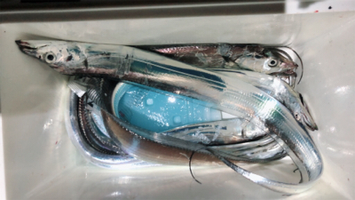 またまた、タチウオ