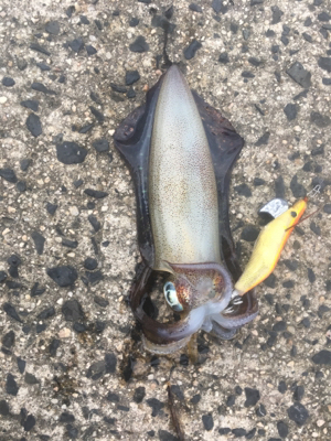 十六島アオリイカ絶好調！