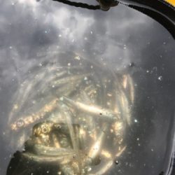 サビキでイワシ釣り