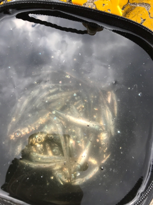 サビキでイワシ釣り