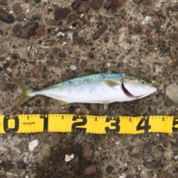 ショアジギング