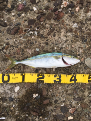 ショアジギング