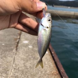 初和歌山、初アジング