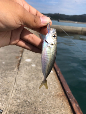 初和歌山、初アジング