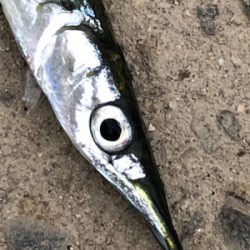 サバラッシュ時々アジ(^^)