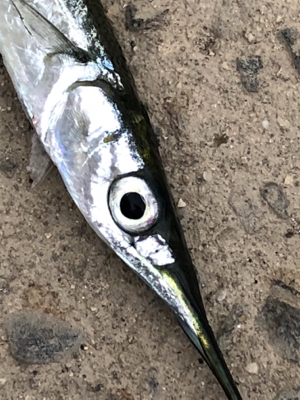 サバラッシュ時々アジ(^^)