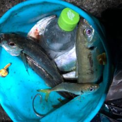 鯵 VS 鯖&太刀魚