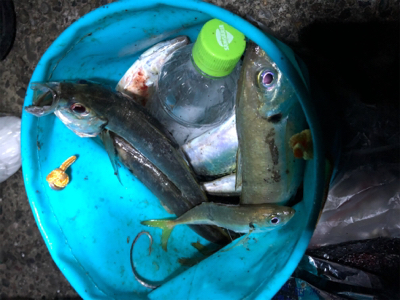 鯵 VS 鯖&太刀魚