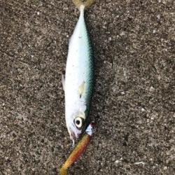 タチウオ、サバ！