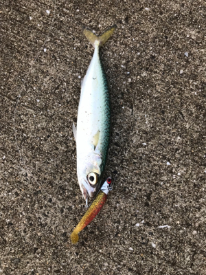 タチウオ、サバ！