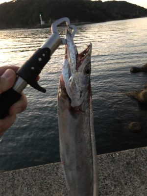 太刀魚が釣れました。