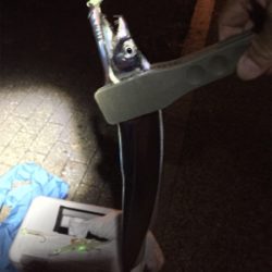 今期初タチウオ