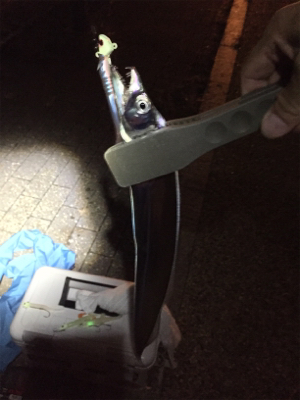 今期初タチウオ