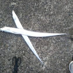 やっぱエサかぁ…