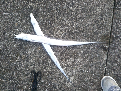 やっぱエサかぁ…