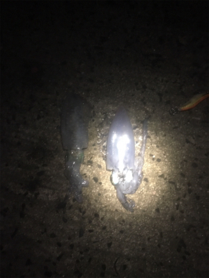 十六島アオリイカ夜の部