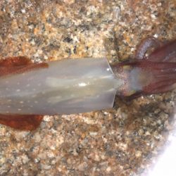 ケンサキ まだ釣れる