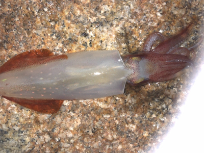 ケンサキ まだ釣れる