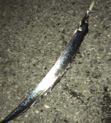 今シーズン初青物！